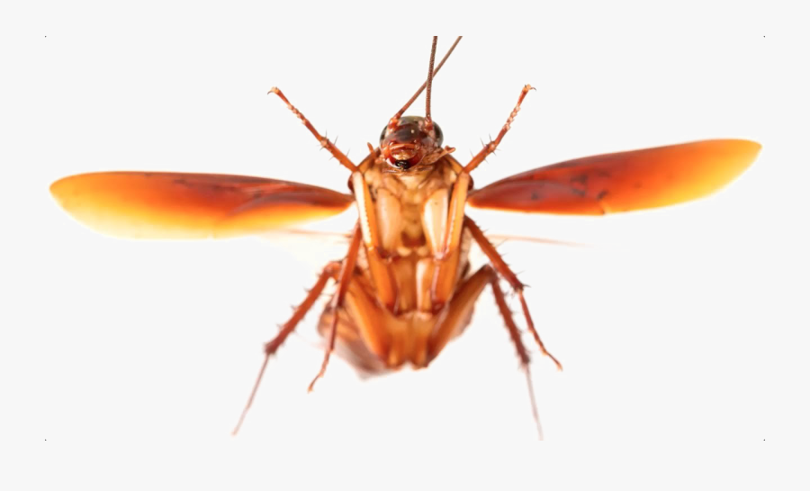 Transparent Cockroach Png - Flying Cockroach, Transparent Clipart