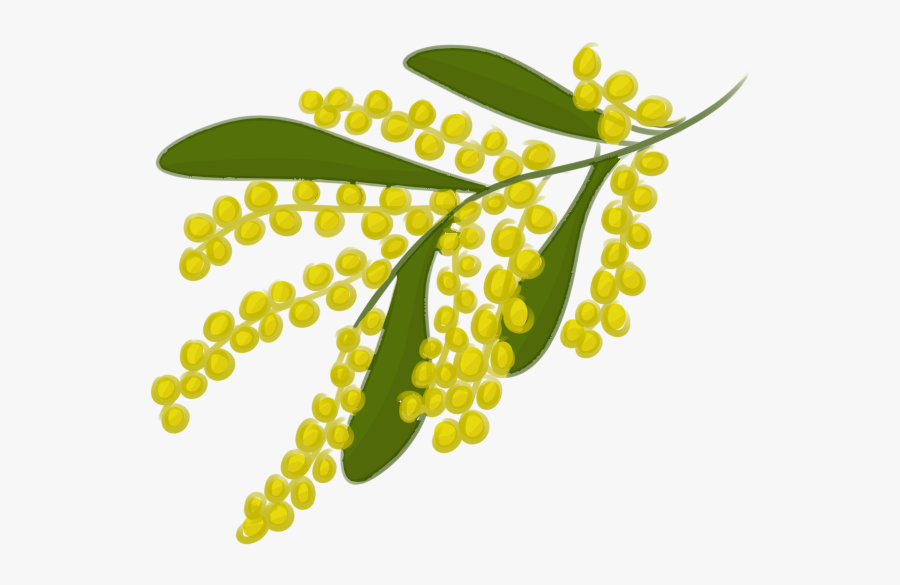 Acacia Tree Clip Art - Golden Wattle Clipart , Free Transparent Clipart