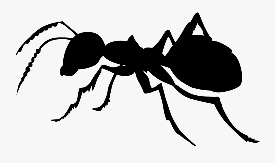 Ant Images Black And White, Transparent Clipart