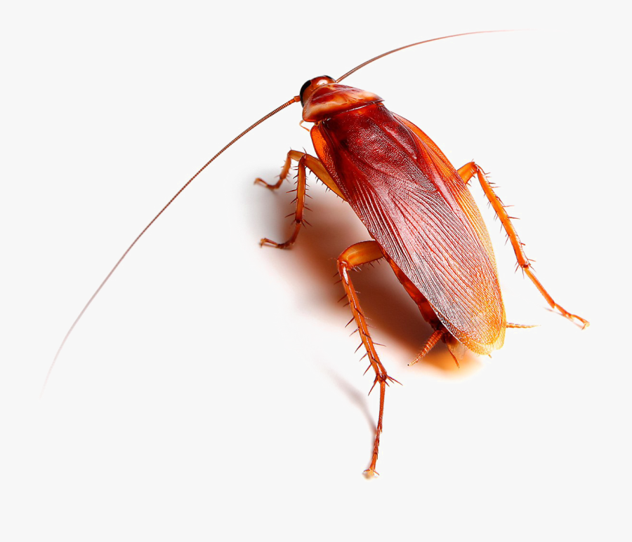 Transparent Roach Png - American Kinds Of Cockroach, Transparent Clipart