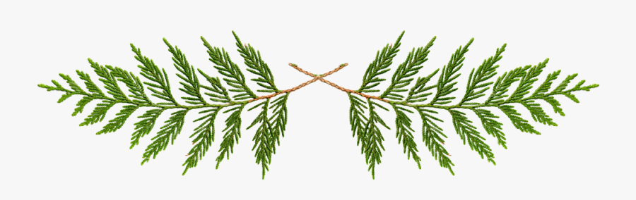Cedar, Transparent, First Nation, First - Cedar Png, Transparent Clipart