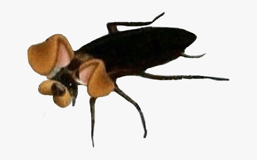 Roach Freetoedit - Bee, Transparent Clipart