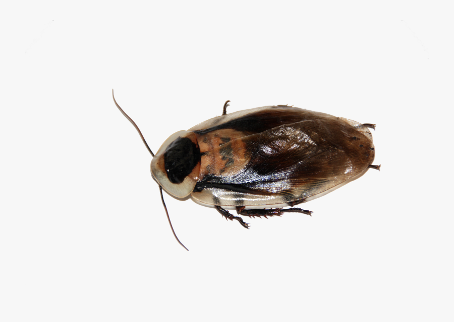 Cockroach, Transparent Clipart