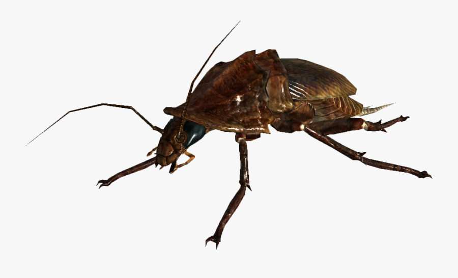 Den Of The Lizard King - Fallout Roach, Transparent Clipart