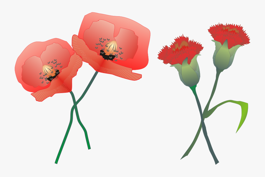 Clipart Image For Carnation, Transparent Clipart