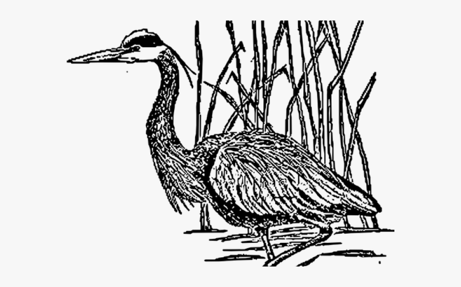 Great Blue Heron Clipart Sketch - Drawing Black And White Egret, Transparent Clipart