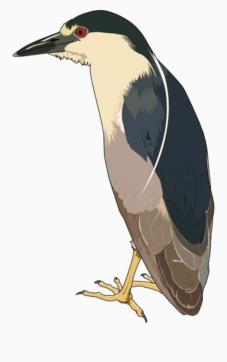 Bihoreau Gris - Heron, Transparent Clipart