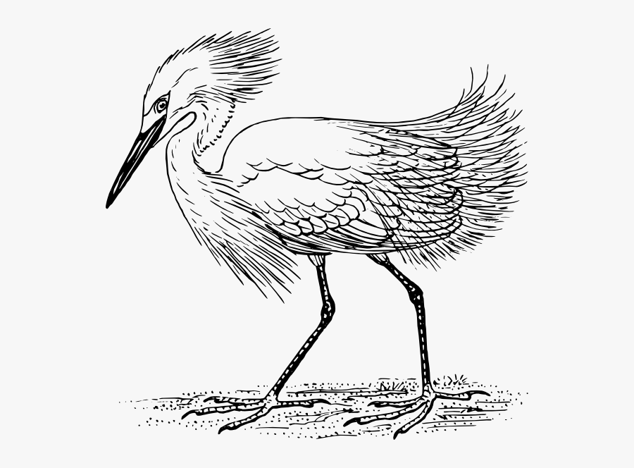 Walking Egret Clip Art - Dibujos Para Colorear De Zancuda, Transparent Clipart