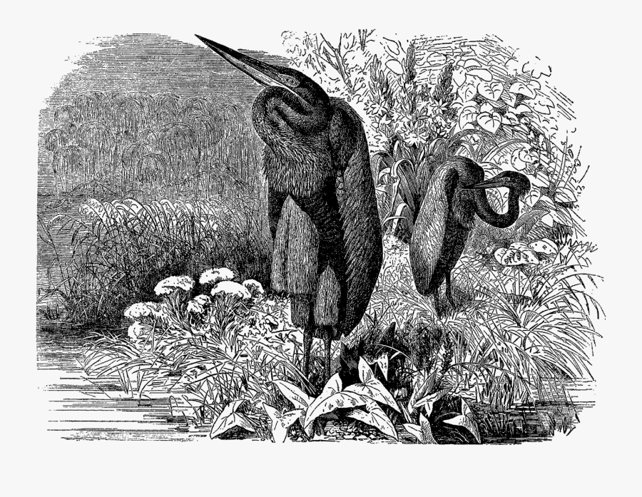 Digital Heron Bird Image - Marabou Stork, Transparent Clipart