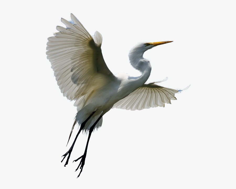 Download Heron Transparent Background For Designing - Héron Png, Transparent Clipart