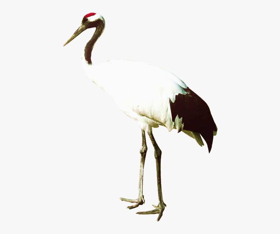 Grulla Png Clipart , Png Download - Crane Bird No Background, Transparent Clipart