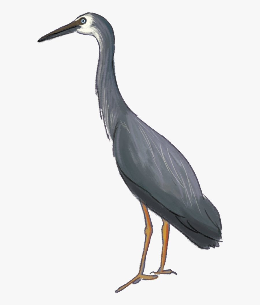 Download Heron Download Png Image - Great Blue Heron, Transparent Clipart