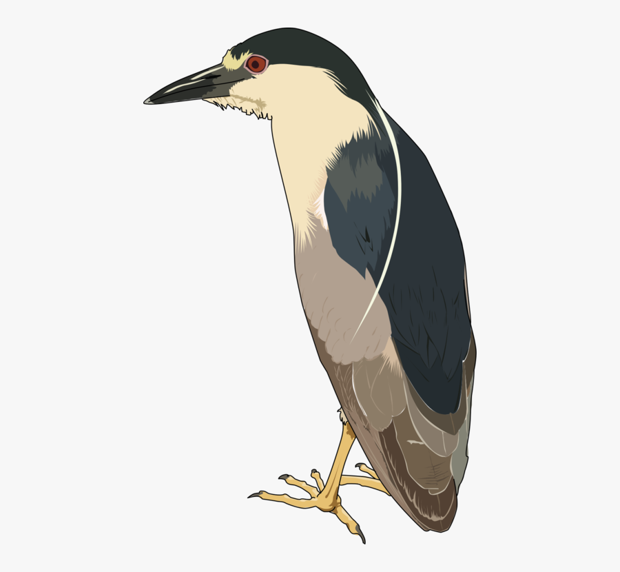 Hornbill,flightless Bird,water Bird - Black-crowned Night Heron, Transparent Clipart