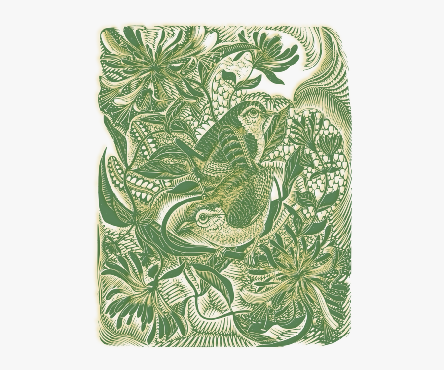 Green Heron Clipart Watercolor - English Wood Engraving 1900 1950, Transparent Clipart