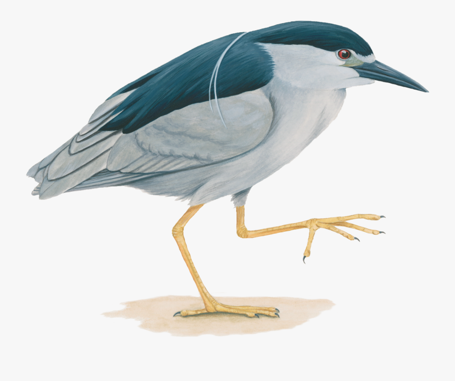 Transparent Heron Bird Clipart - Yellow Crowned Night Heron Feet, Transparent Clipart