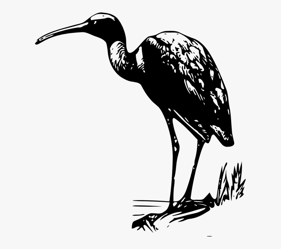 Wading Bird Line Art, Transparent Clipart