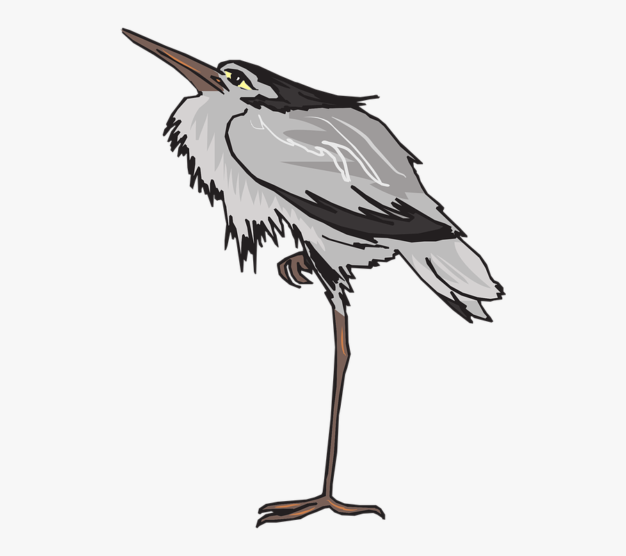 Gray, Standing, One, Leg, Heron, Bird, Wings, Long - Perna De Garça, Transparent Clipart
