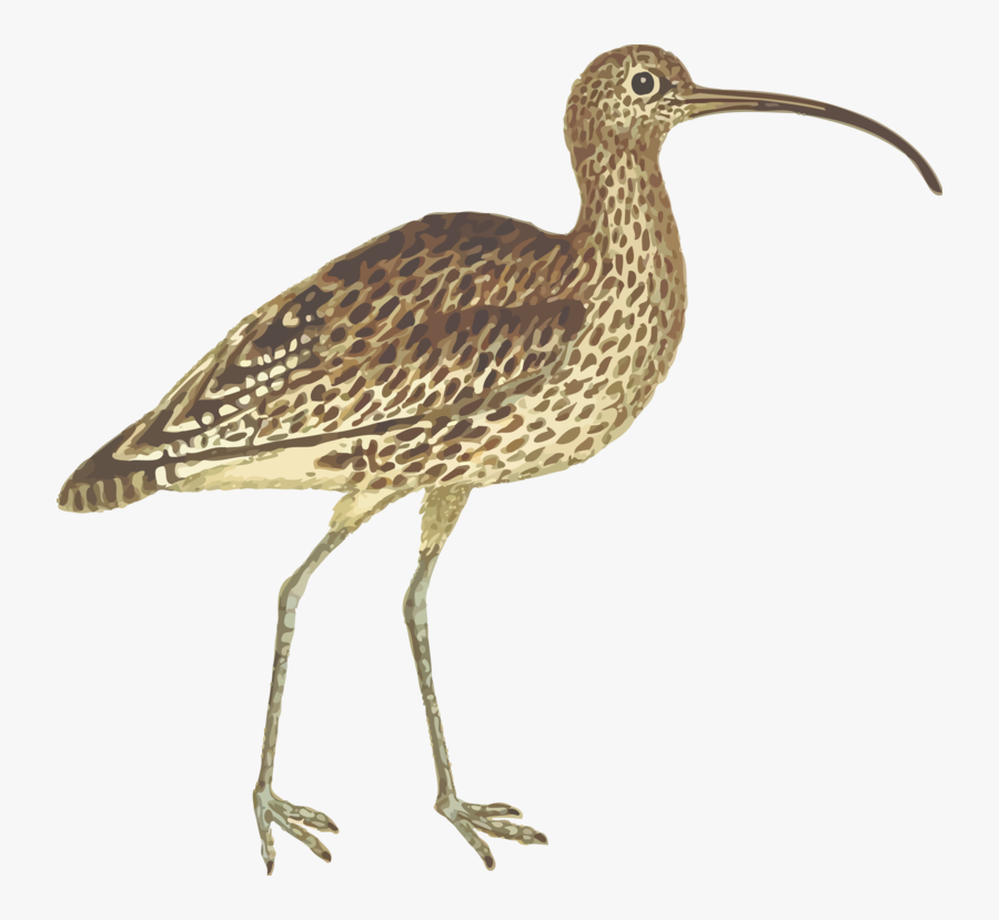 Wildlife,heron,cranelike Bird - Curlew Animal, Transparent Clipart
