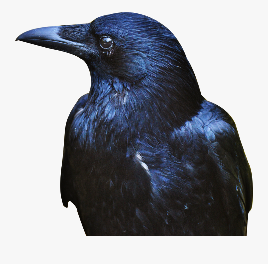 Crow Png, Transparent Clipart