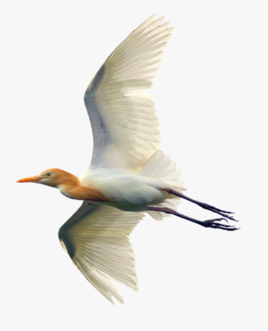 Transparent Egret Clipart - Egret, Transparent Clipart