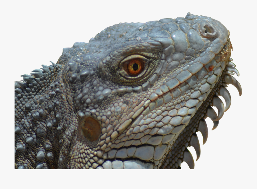 Iguana, Reptile, Lizard, Animal, Nature, Portrait - Lizard Face Transparent Background, Transparent Clipart