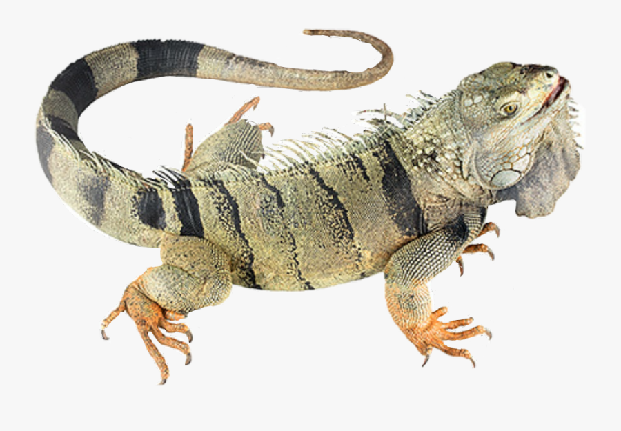 #iguana #reptile #lizard - Iguana Ecuador, Transparent Clipart