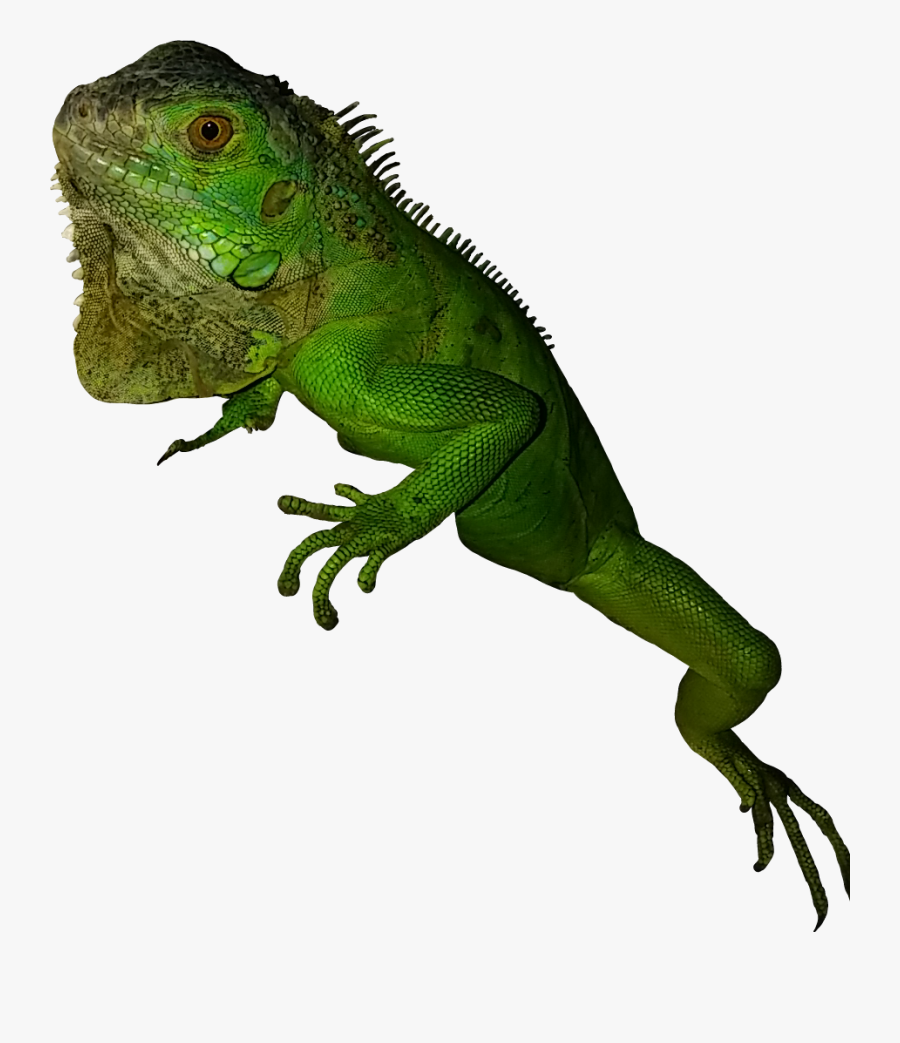 #greeniguana #iguana #rettile #green #esotico - Green Iguana, Transparent Clipart