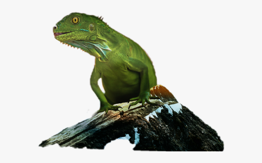 Green Iguana, Transparent Clipart
