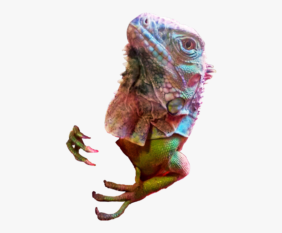 Iguana Green Greeniguana Ramon Ramo Freetoedit - Green Iguana, Transparent Clipart