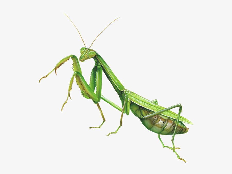 Mantis Clipart Insect Bug - Praying Mantis Transparent Background, Transparent Clipart