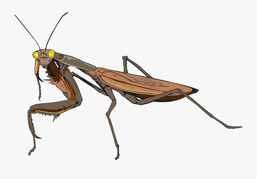 Mantis Gif Png, Transparent Clipart