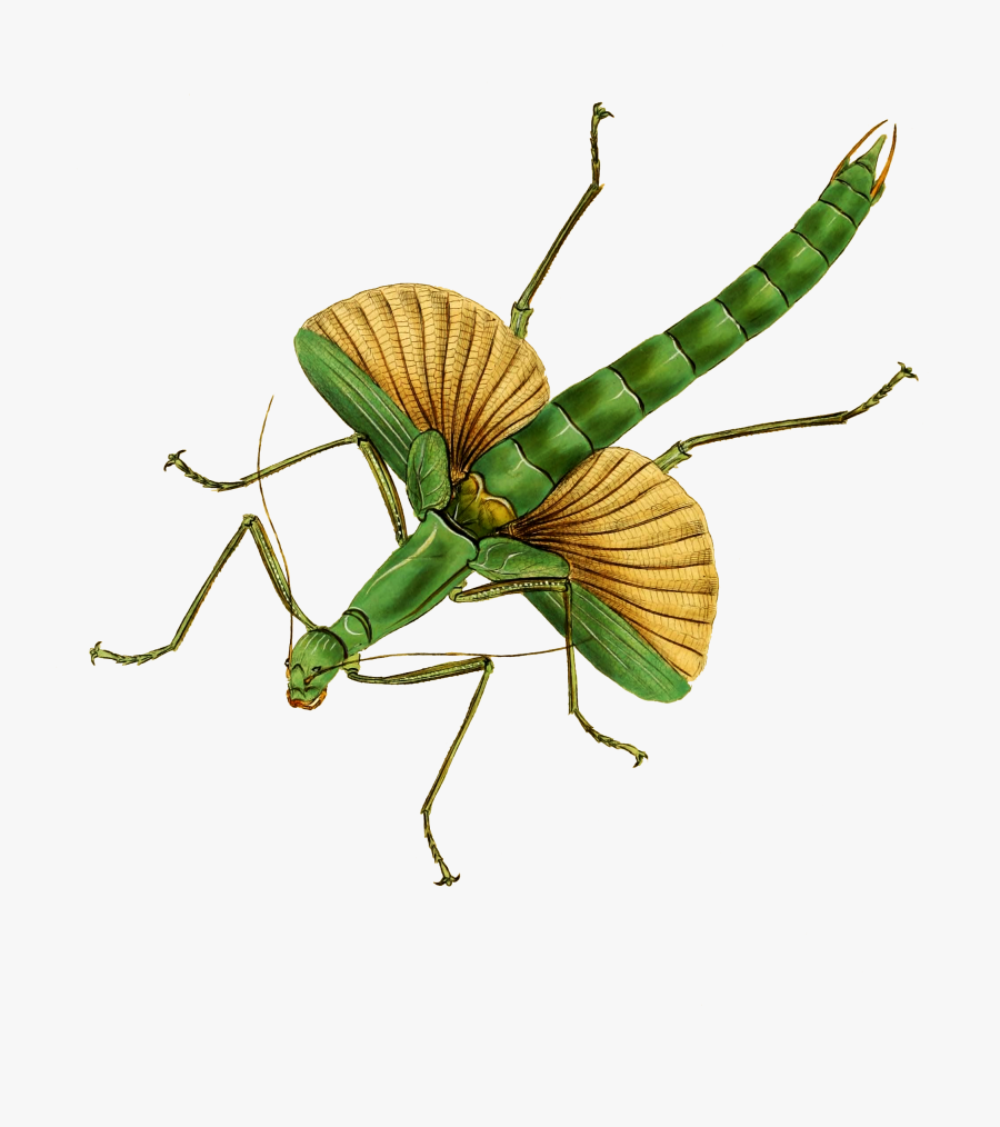 Vintage Animal Prints Insects, Transparent Clipart