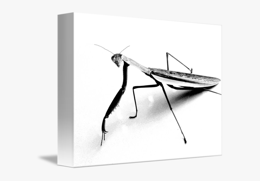 Praying Mantis Pencil Sketch By Sally Jardine - Mantis Tattoo Panda, Transparent Clipart