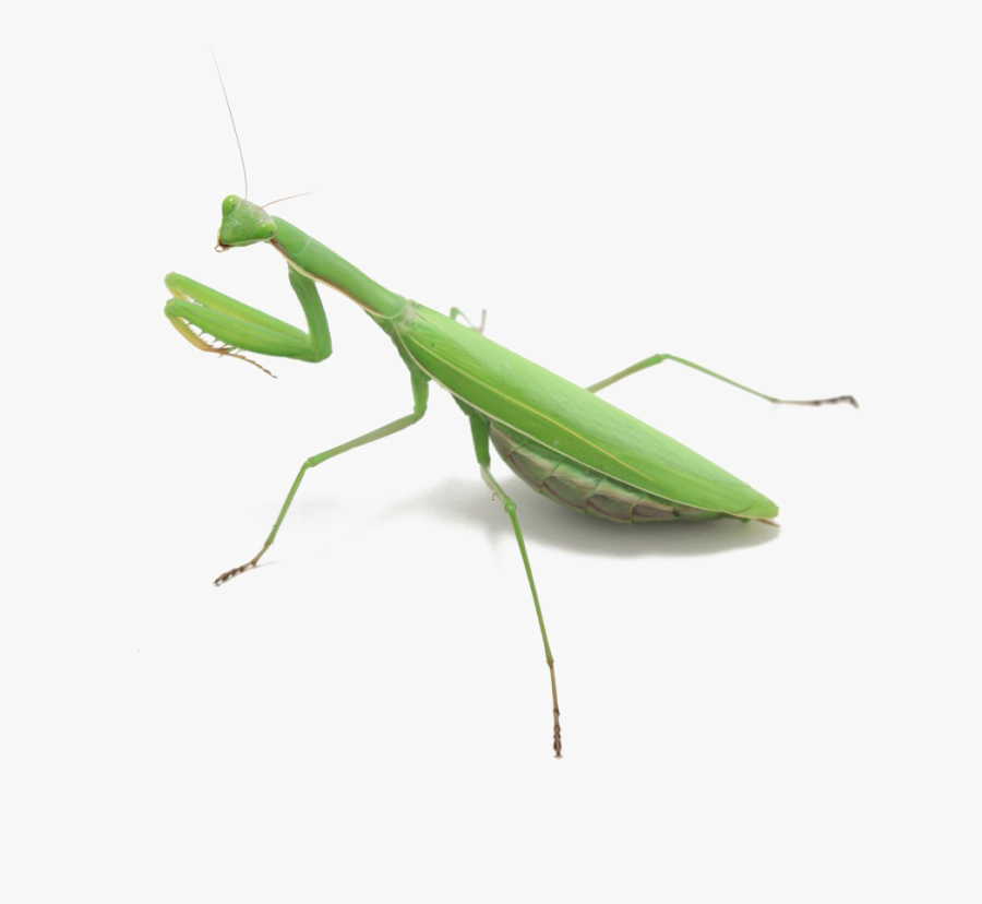 Mantis Png, Transparent Clipart