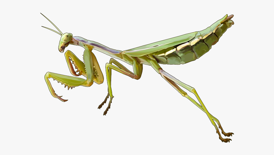 Mantis Png, Transparent Clipart