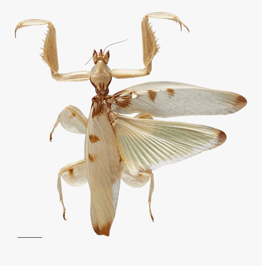 Clip Art Mantis Flowers - White Orchid Mantis Wings, Transparent Clipart