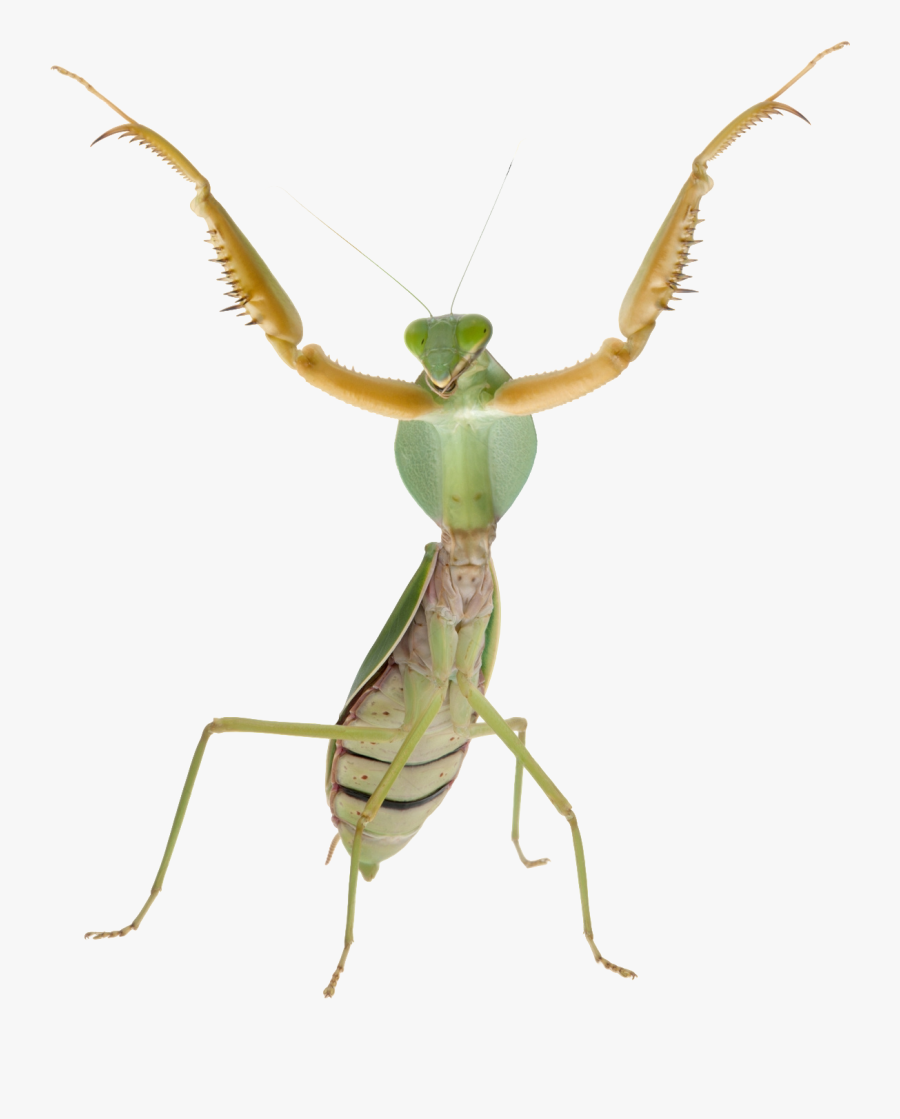 Praying Mantis Transparent Background, Transparent Clipart