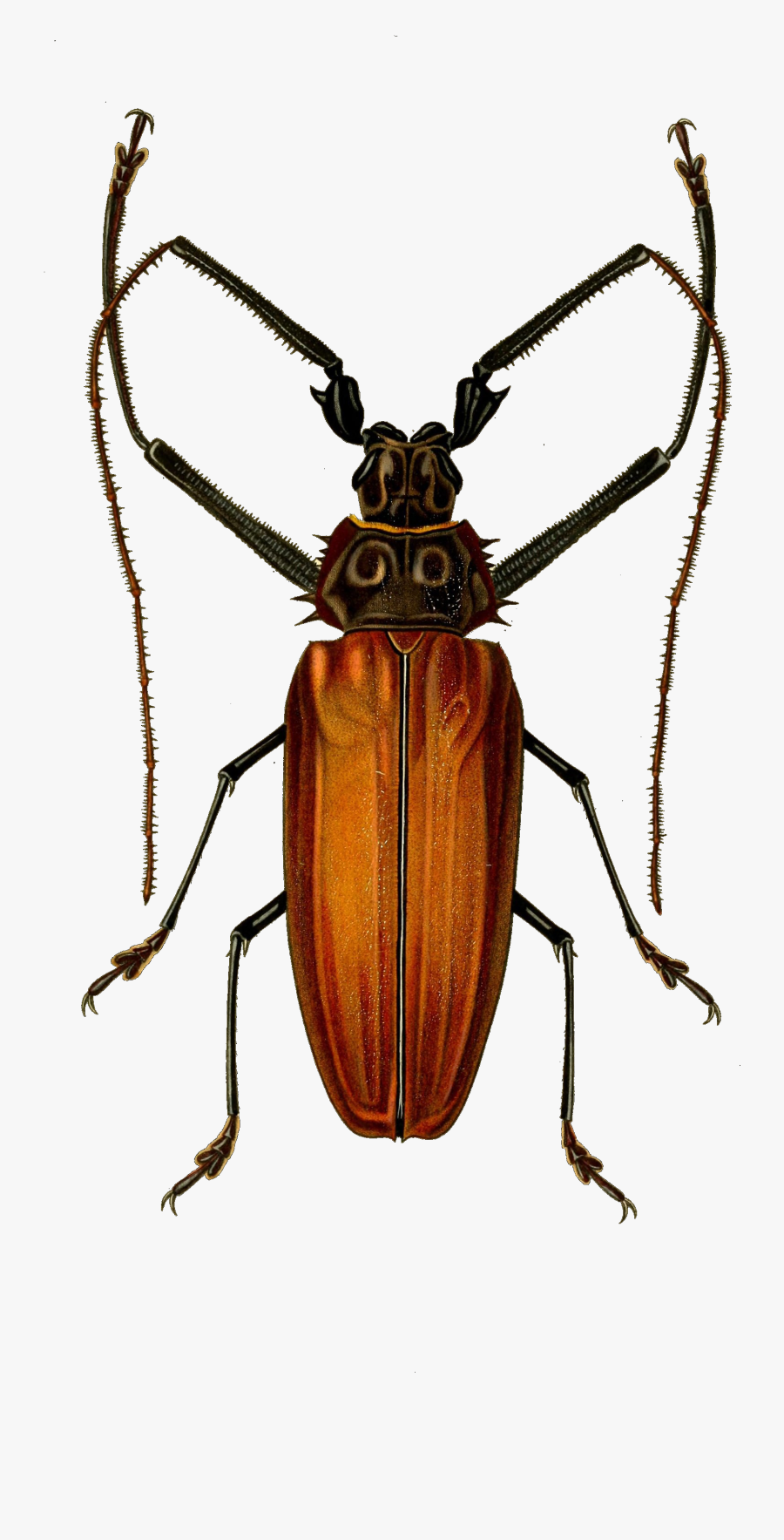 Giant Longhorn Beetle Yellow, Transparent Clipart
