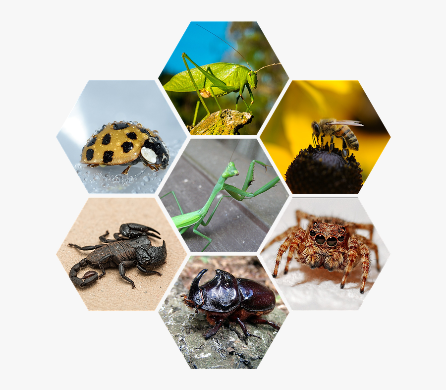 Страшний Скорпіон На Заставку, Transparent Clipart