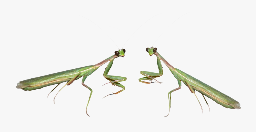 Mantis Png - Mantidae, Transparent Clipart