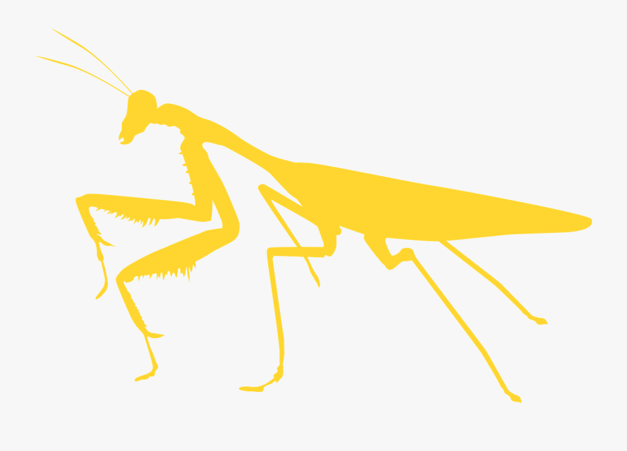 Mantis, Transparent Clipart