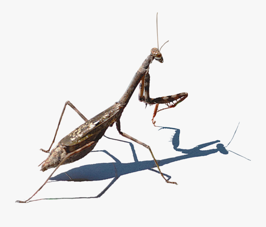 Mantis Png - Photography, Transparent Clipart