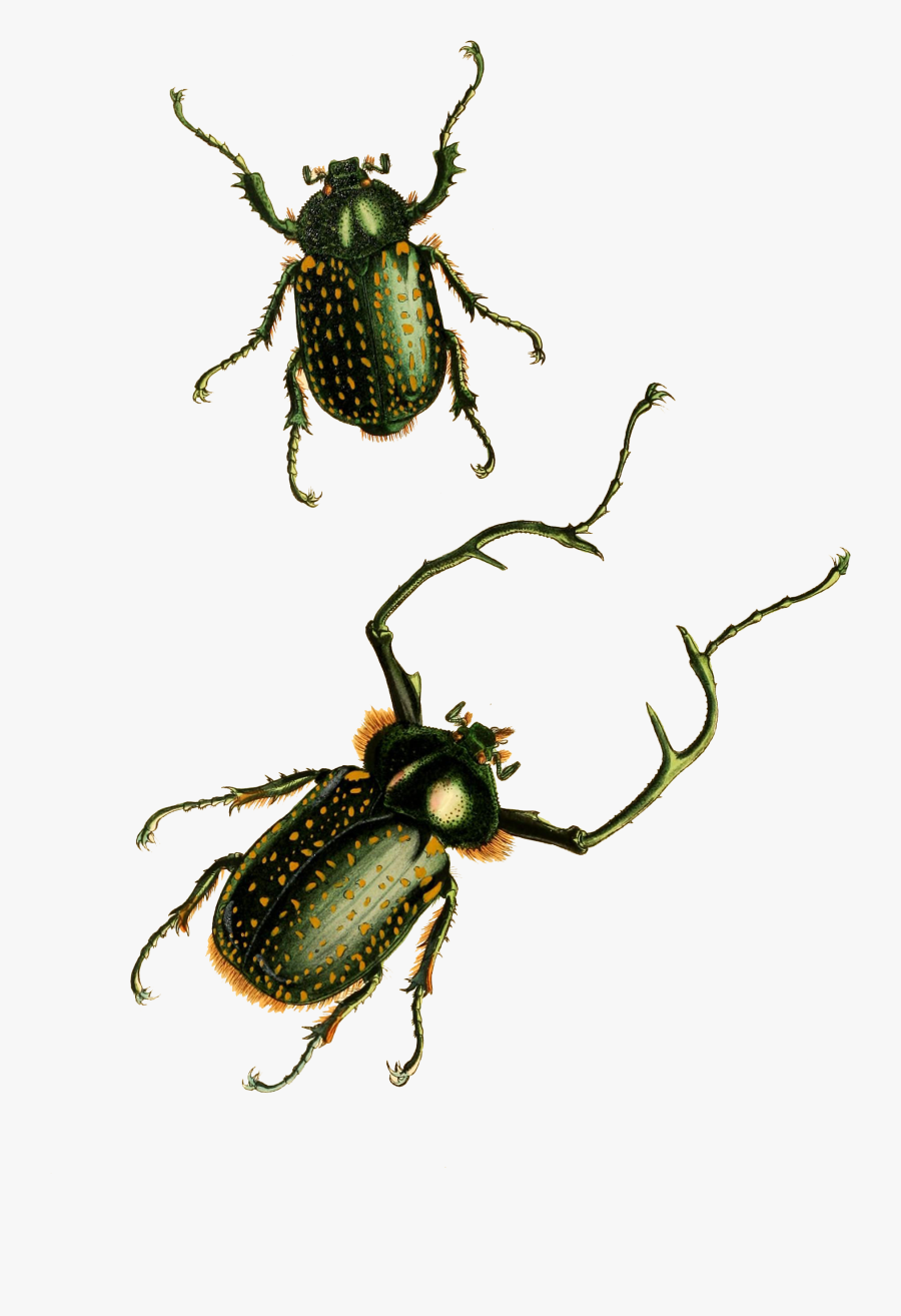 Beetle, Transparent Clipart