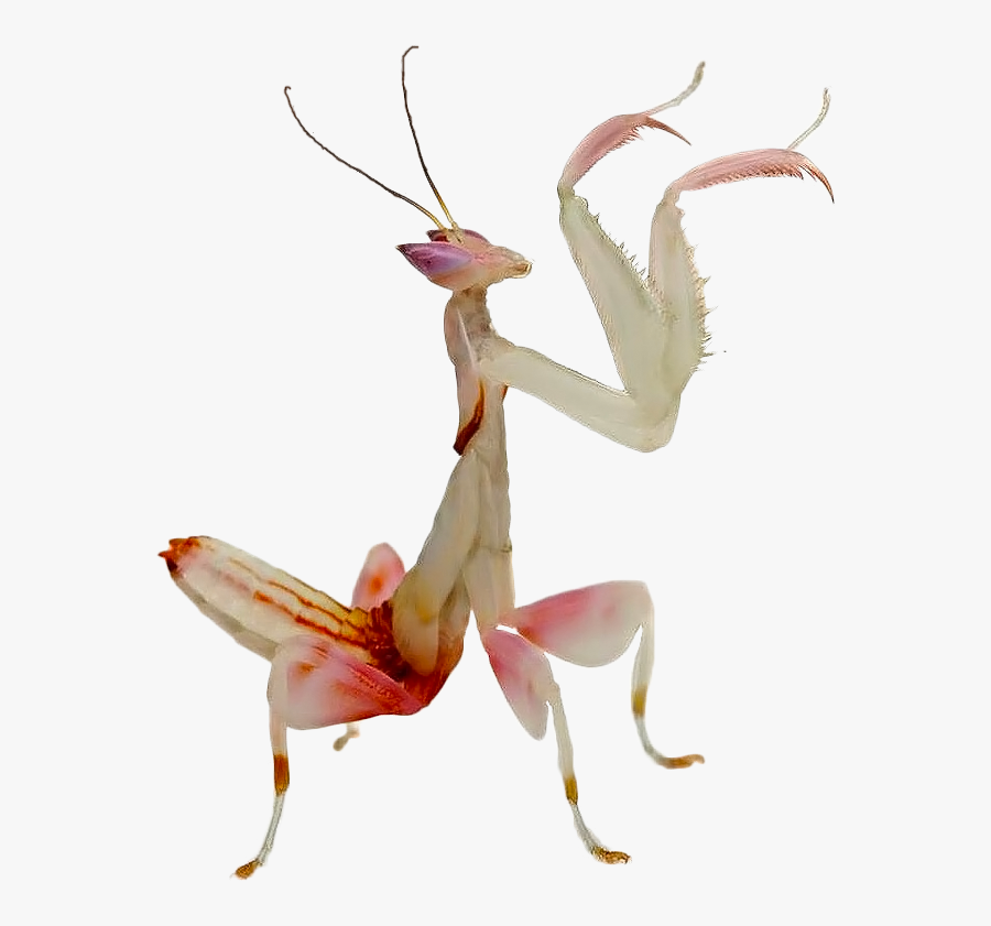 Clip Art Orchid Love Animal Pinterest - Kung Fu Mantis Full Grown, Transparent Clipart