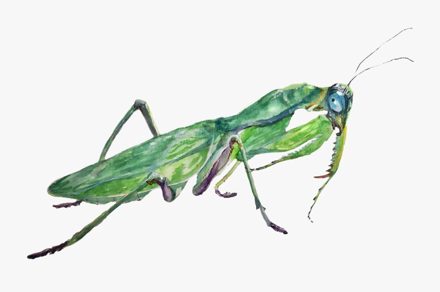 Mantis Png Photos - Mantidae, Transparent Clipart
