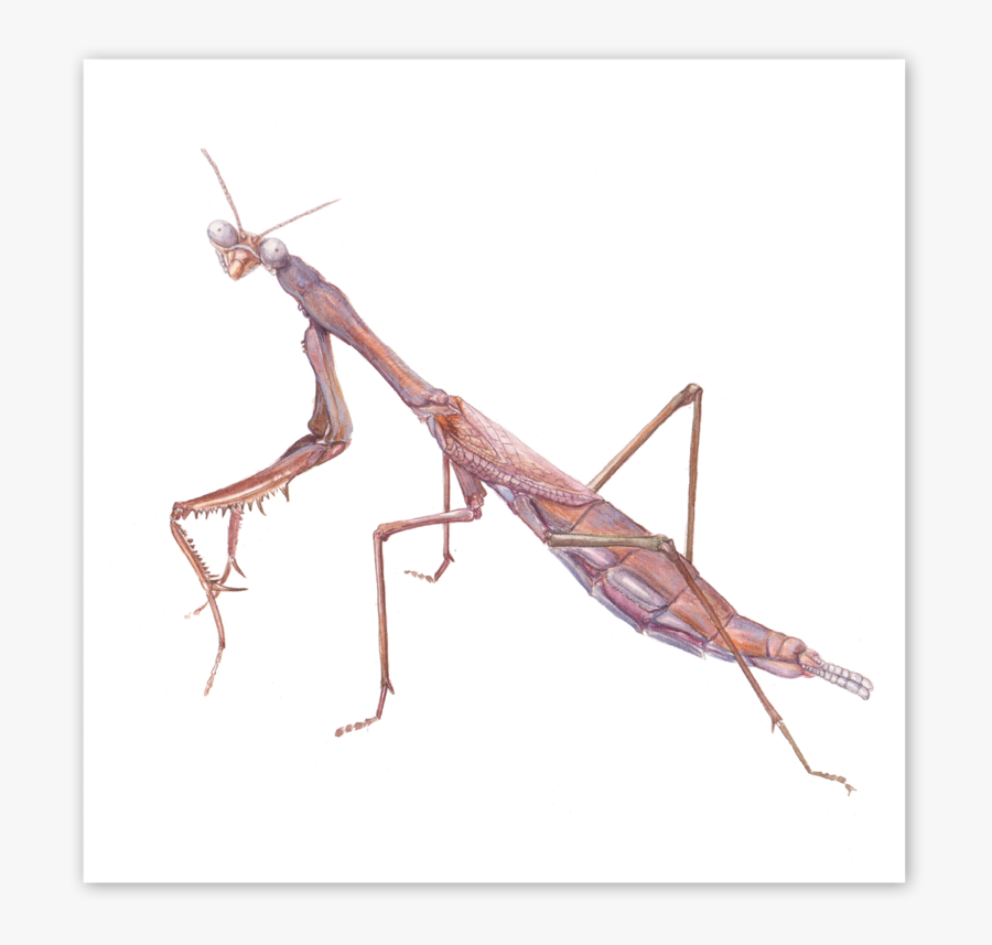 Mantidae, Transparent Clipart