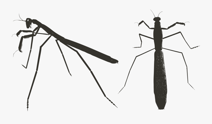 Transparent Praying Mantis Clipart - Praying Mantis, Transparent Clipart