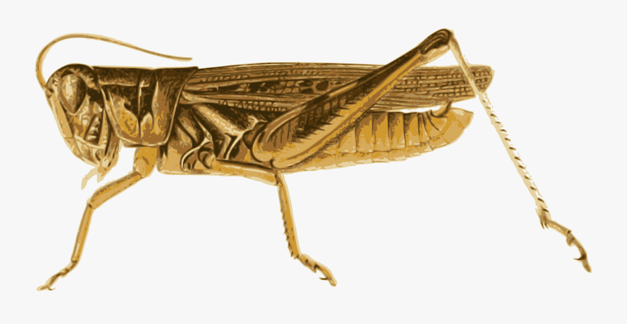 Big Image Png - Grasshopper, Transparent Clipart