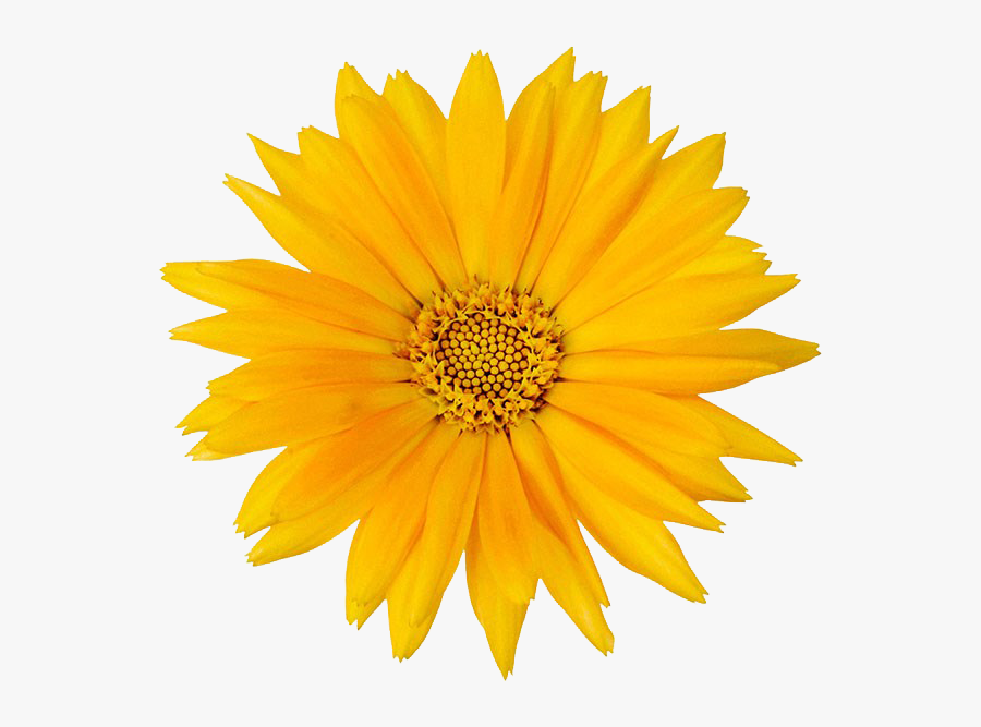 Calendula Officinalis Flower Mexican Marigold - Calendula Flower Png, Transparent Clipart