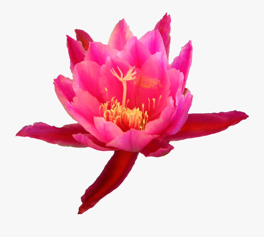 Flower From An Epiphyllum Cactus - Cactus Flower Transparent Background, Transparent Clipart